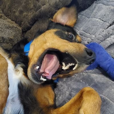 CGBuffalo's profile picture. 