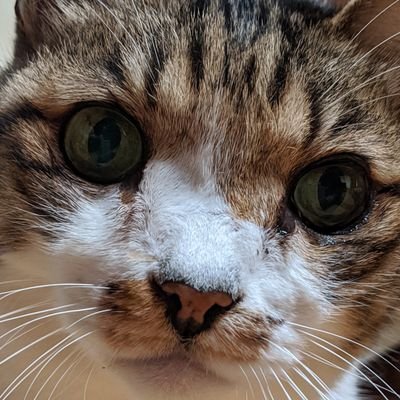 しままま ピーナッツバター チョコレートクッキー これは食べごたえがあっておうちおやつにびったり 焼き上がるちょっと前にチョコレートを押し込んで焼きます おうちおやつ Cookies