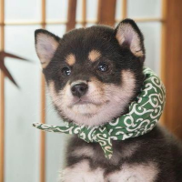 よもぎ (@yomogiharumaki) 's Twitter Profile Photo