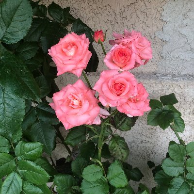 ShastasCorner's profile picture. I Choose Joy, generally. Conservative values. Descended from original pilgrims. Believer. No DMs!Patriot. Will Block terrorist supporters and Leftist hate!