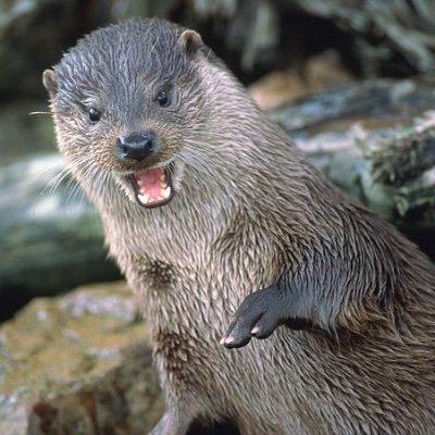 HzyOtr's profile picture. 🦦