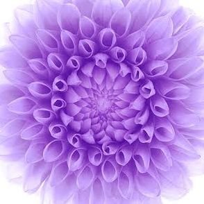 PurpleeFlow's profile picture. Cinta Nusantara 🇮🇩