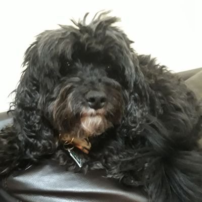 Im a Diehard Yankees fan. Love my dog Jolie and love Bruce Springsteen. Also love the NY Rangers and NY Giants,love my cat Maebel and my friend Mike DelGuidice