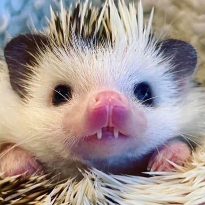 sofkuwu's profile picture. what is tweetable enough to tweet?