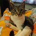 Sir Arthur & Lady Mishka 🇭🇲 (@sirarthurtabby) Twitter profile photo Sir Arthur & Lady Mishka 🇭🇲 (@sirarthurtabby) Twitter profile photo