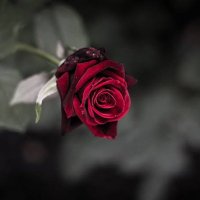 RëNa🐾 (@nihilism_xo_ox) 's Twitter Profile