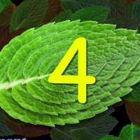Mint Leaf (@mint_leaf41) 's Twitter Profile