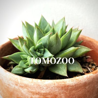 TOMOZOO56496590 Profile Picture