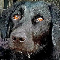 Colin Scoles MBE (@colinscoles) 's Twitter Profile