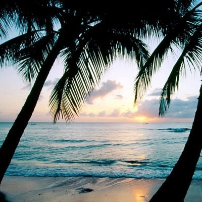 javi_orly's profile picture. 🌴🌴🌴