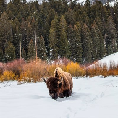 Live in Colorado @ 40 North Latitude. North Carolina native. Skier. Traveler. Adventure Seeker.