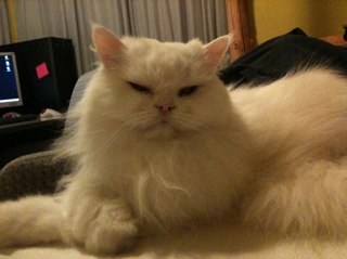 NelzC's profile picture. 