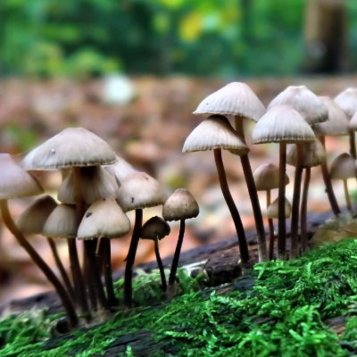 Wandelen en natuurfotografie in Den Haag en omgeving Maria Trepp