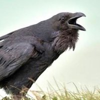 Gorbagor (@kofragor) 's Twitter Profile