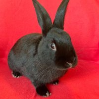 Anthony Rabbit (@anthonyrabbit) 's Twitter Profile