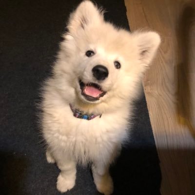 anton_horsy's profile picture. 