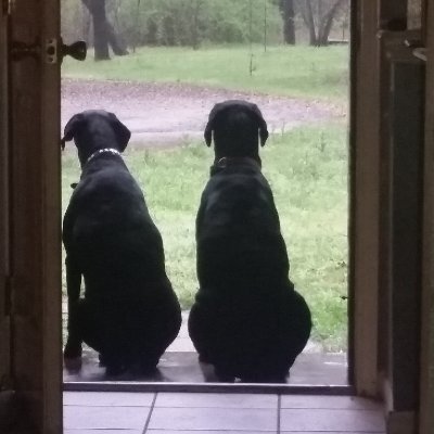 whiskeythief's profile picture. US Air Force Viet Nam era veteran, retired software designer, husband,  father, grandfather, gardener, patriot, armed Texan, #MAGA