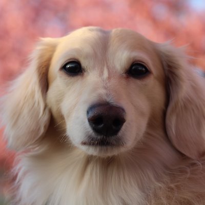 SMqPJAkBAaYynng's profile picture. そこそこおっさんにつきTwitterwを熟慮断行。
ホットサンドを愛し、ホットサンドに愛された男！！
そう我こそは　ホットサンダーよしだ！