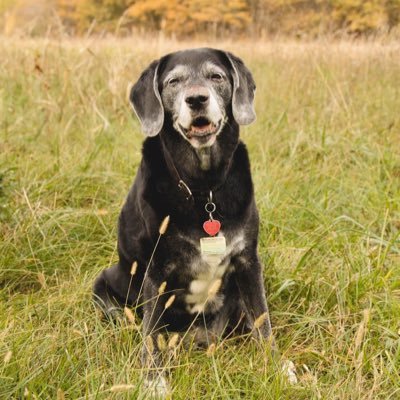 Jen Salmon, MS, LAT, ATC, PTA (Chance & Addey Mom) Profile