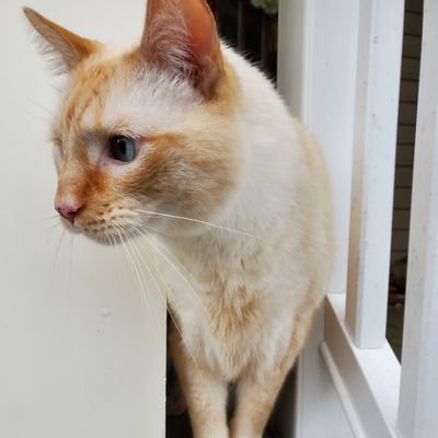 JoshCoxIsDope's profile picture. 