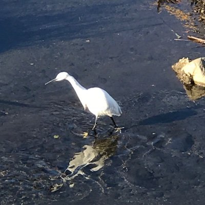 IMidori3's profile picture. 自然&動物大好き。 I like nature and animals, all living things. / Japan 教育/英語/アジア/家庭菜園/子育て他 ✈︎🇺🇸🇨🇦🇲🇽🇨🇳🇰🇷🇻🇳🇰🇭🇬🇧🇵🇭 中学英語教員から院で研究開始、英語ドリルや友、英語教育研究書等執筆