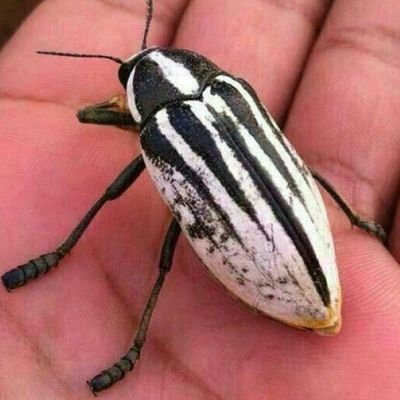 هلا بالجميع ربي اغفر وارحم واعفو وتكرم انت الاعز الأكرم.