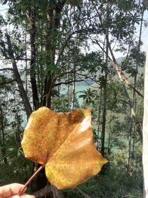 smartgifts4's profile picture. tel and whatsapp : +8618138748297