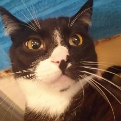 Czipikao0's profile picture. bajo jajo