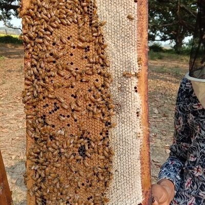 मधुमक्खी पालक किसान