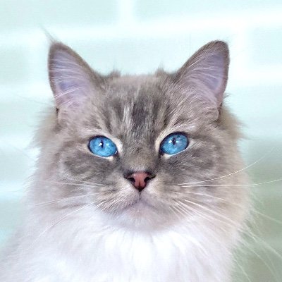 Hi I’m Mandala 😻 an elegant Ragdoll lady with ocean blue eyes, judging humans and sending positive vibes ❤️#mandalatheragdoll #cat #ragdollcat