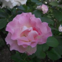 goike1949 (@goike19491) 's Twitter Profile