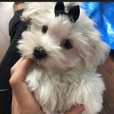 You Want a Cute Dog🐾 To Keep you Company, Email me and we will talk prices.
Email: petroskidavid48@gmail.com