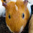 fatcat_marimo's profile image