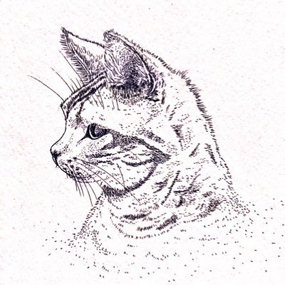 猫じゃらしさんのプロフィール画像