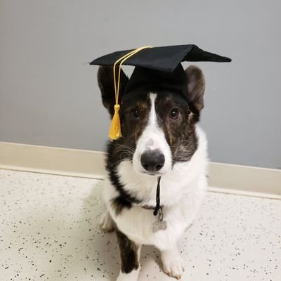 corgi789's profile picture. 