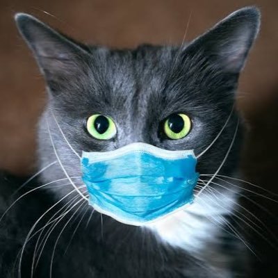 Birdbrained3's profile picture. A cat who loves birds and napping, hates COVID