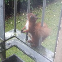 Save our Squirrels(@ShelaghL01) 's Twitter Profile Photo