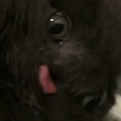 I'm a trash mammal, the queen of fuck mountain
i'll be posting whatever i feel like, lots of stuff about games and music probably, maybe streams and videos too.