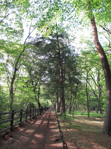 三鷹市在住。玉川上水、神田川、野川公園、野川、高井戸公園が散歩コース。
