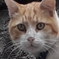 daPalmaNogueir1's profile picture. Je m'appele Lucia,j'ai 59 ans,Portugaise,j'habite a Pau,j'ai un grand terrasse aec de fleurs que jaime beaucoup!J'ai aussi un chien,Cachou, un chat,Joi!