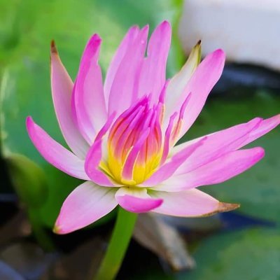 JAI90567074's profile picture. 'जननी-जन्मभूमिश्च स्वर्गादपि गरीयसी' When it comes to Nation no compromise राष्ट्रहित सर्वोपरी. Ideology:सर्व भवंतु सुख़िन: