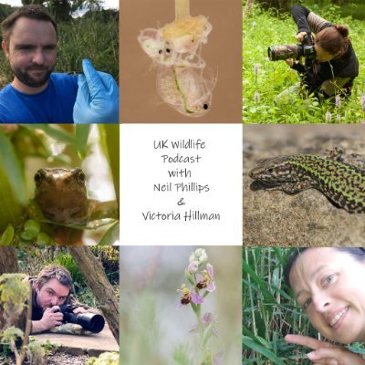 Welcome to the UK Wildlife Podcast with Neil @UK_Wildlife & Vic @NatureArtVic chatting UK wildlife answering your wildlife questions #UKWildlifePodcast