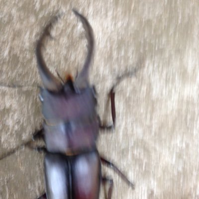 ゆたぽん 寝てるですね D 八王子で仕事していて こないだわ 北島三郎さんの家 通って 今日わ ファンキーモンキーベイビーの加藤さんの家通りました ゆたぽん 寝てるですね D 八王子で仕事していて こないだわ 北島三郎さんの家 通って 今日わ ファンキーモンキーベイビーの加藤さんの家通りました