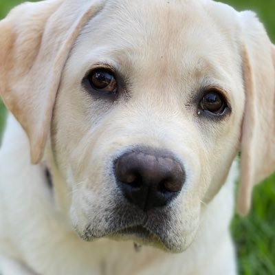 I'm a yellow lab living the good life in Los Angeles, California
