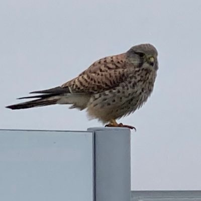 Twittert aus der Notaufnahme im Bundestag. Liebt Operationen am offenen Herzen der Politik.