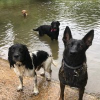 AwesomeCharlieDog (@awesomespaz12) 's Twitter Profile