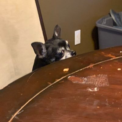 furryanemic's profile picture. sweatheart i luv u she/they