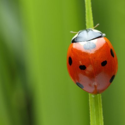 Graduate student in Anthropology with a focus on Archaeology and Entomology.