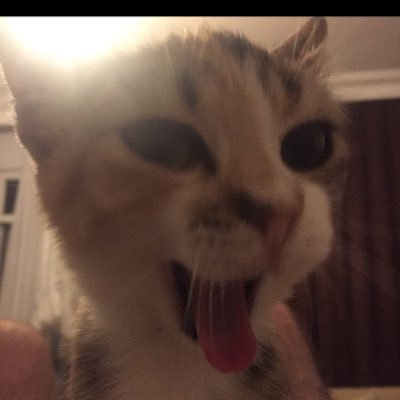 balbag2's profile picture. I stand ten toes