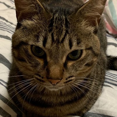 bass22_am_ten's profile picture. 競馬好き🏇自民党員🙋‍♀️ベース得意🎸歌うの好き🎤な個人事業主６年目の👩👜です
宝物は猫のあんず💛